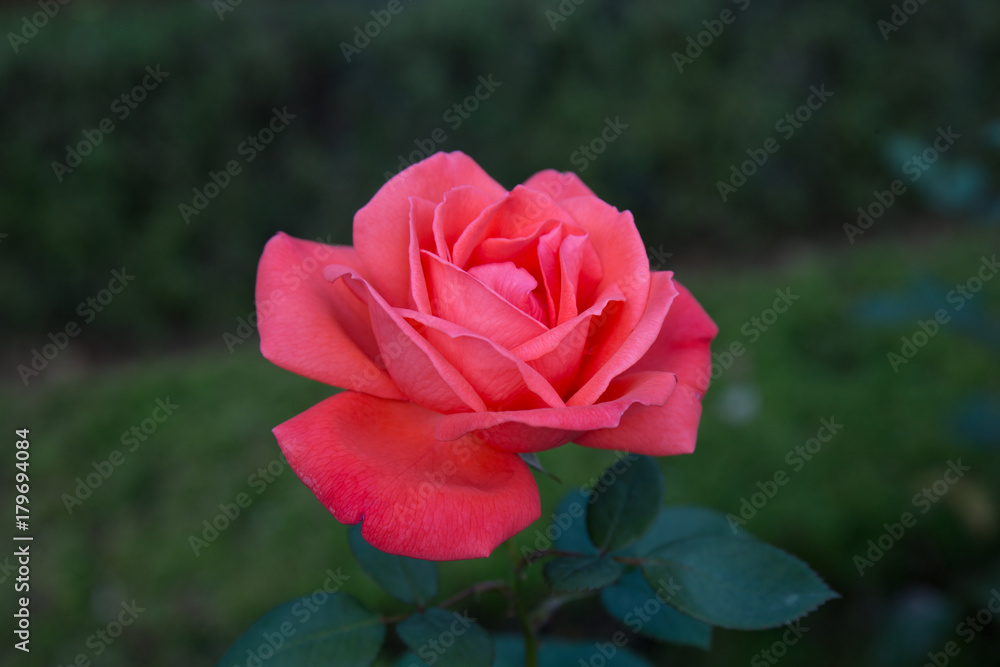 Japanese Rose Garden