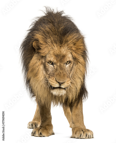 Lion standing, looking down, Panthera Leo, 10 years old, isolate © Eric Isselée