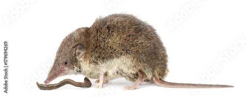 White-toothed shrew eating an earthworm, isolated on white
