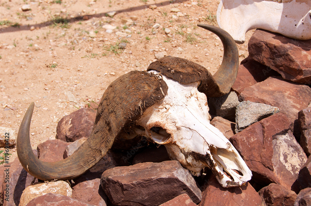Buffalo Skull on the rock in nature Buffalo Skull on the rock in nature
