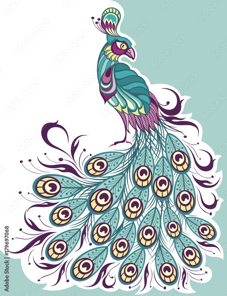 Peacock , sketch vector. animal wildlife illustration. Peacock , sketch vector. animal wildlife illustration.
