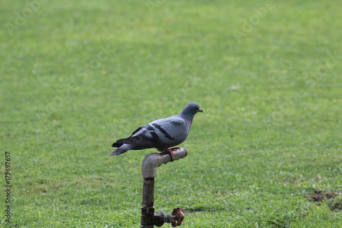 dove drinking water from tap