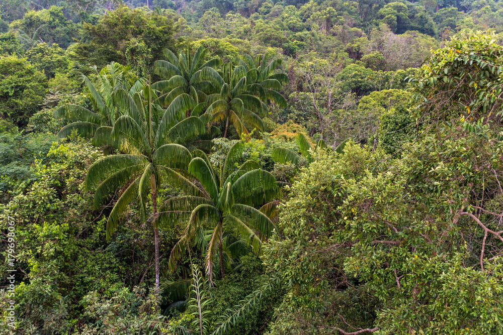 View of a dense tropical forest. View of a dense tropical forest.
