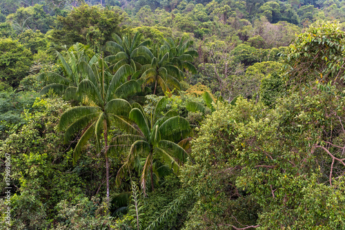 View of a dense tropical forest.