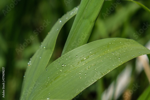 Rain Drops on Wet Leaf Close-up