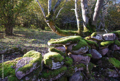 Old moss covered stone wall