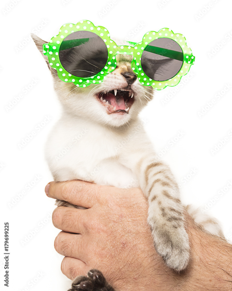 gattino con occhiali da sole