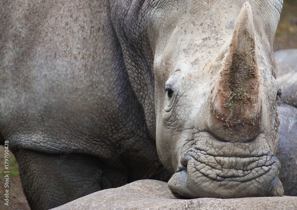 Fototapeta premium Rhino