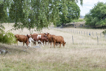 Crédence de cuisine  Meadows in summer in Sweden  © JazzaInDigi