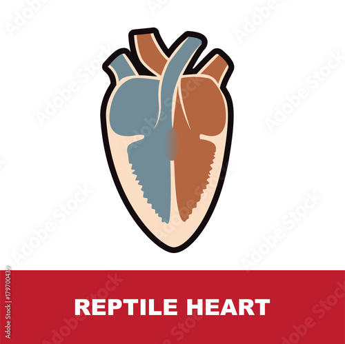 reptile schematic heart anatomy vector illustration 