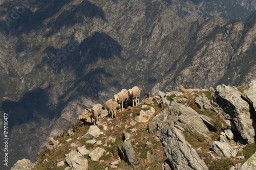 Höher hinauf geht es nicht... / Gipfel des Monte Berlinghera als Weideplatz photo