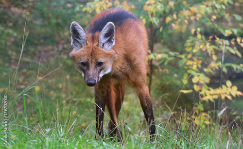Maned wolf