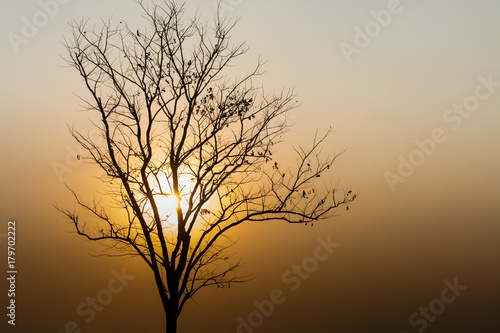 tree silhouette on yellow sunset.