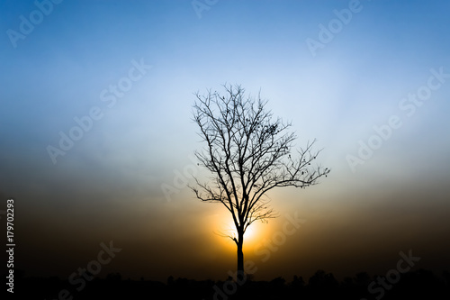 tree silhouette on sunset.