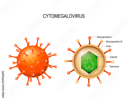 Cytomegalovirus.  structure of the virion photo