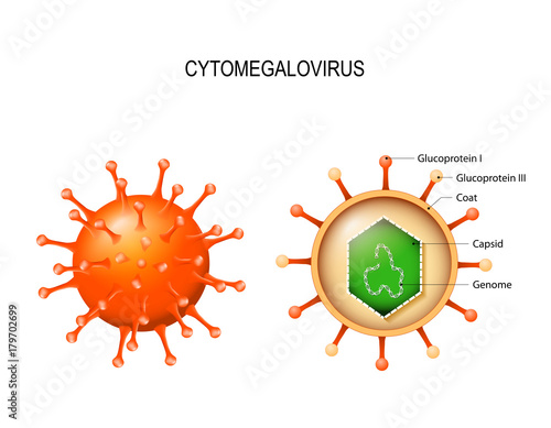 Cytomegalovirus.  structure of the virion