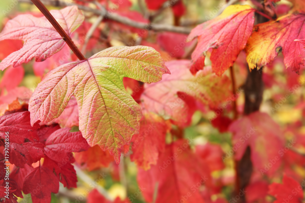 Bright red autumn leaves. Seasonal autumnal background with selective focus. Bright red autumn leaves. Seasonal autumnal background with selective focus.