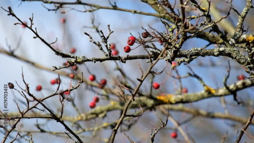 Leafless hawthorn branch with red berries fluttered in the wind (Crataegus monogyna) Leafless hawthorn branch with red berries fluttered in the wind (Crataegus monogyna)