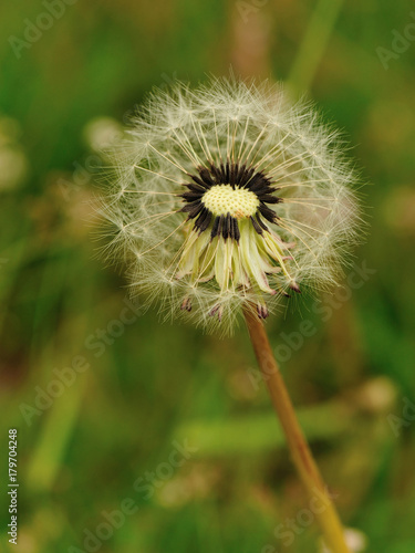 Beautiful dandelion flower on a green garden