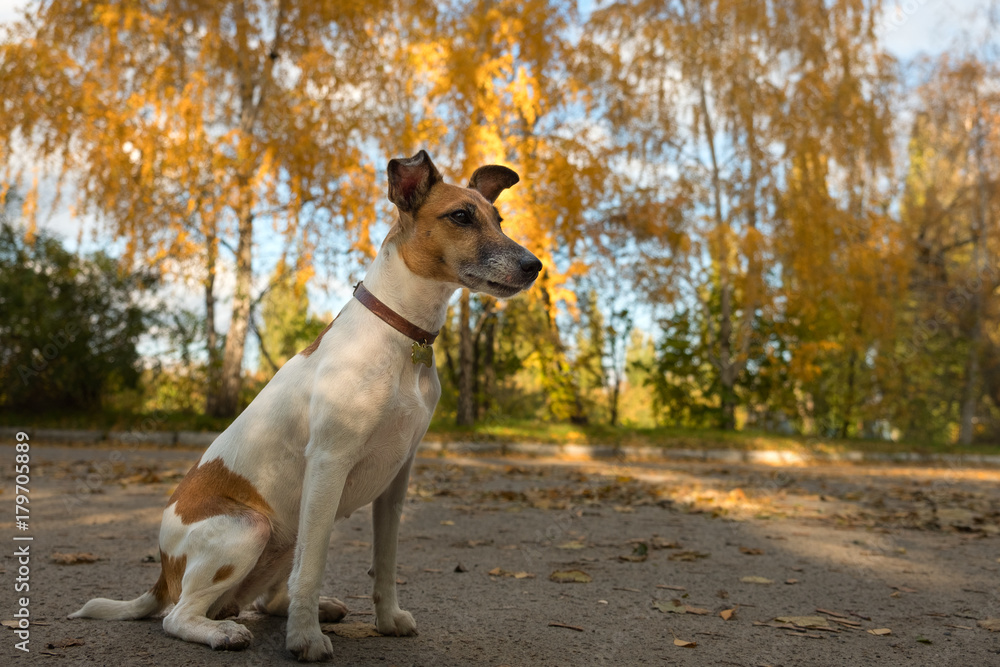 dog fox terrier in autumn for a walk in the park, beautiful trees with yellow leaves in the background