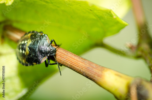 Shield bug - Palomena prasina on the green vine branch close up selective focus