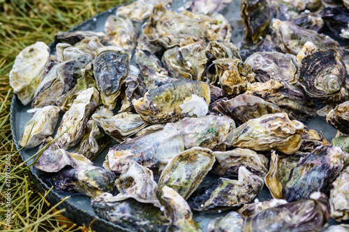 A pile of unopened Oysters on plate