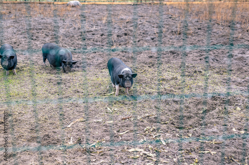 Vietnamese pigs behind a mesh fence on a farm