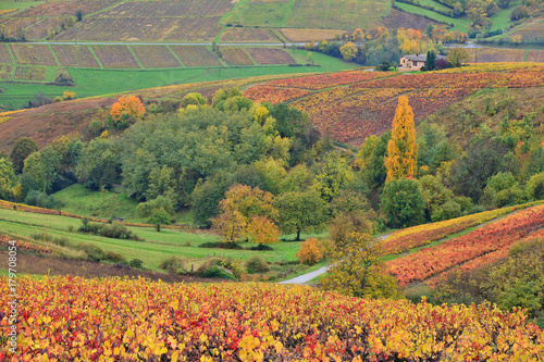 Beaujolais, le vignoble en automne