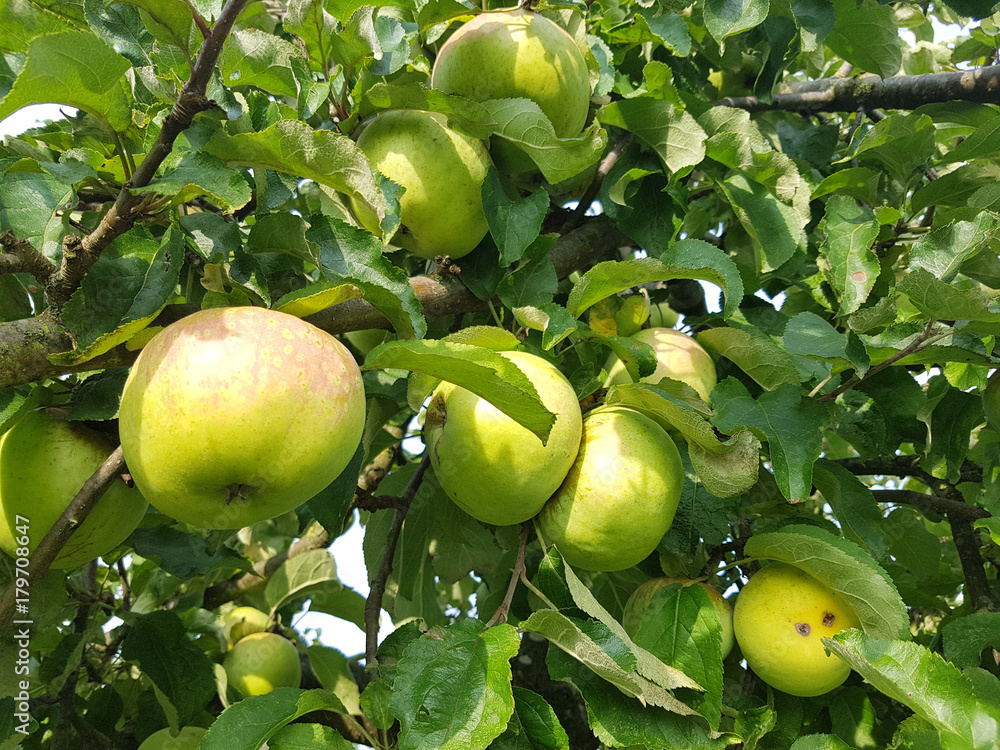 Eylmann Apfel, Alte Apfelsorten, Apfel, Malus, domestica Eylmann Apfel, Alte Apfelsorten, Apfel, Malus, domestica