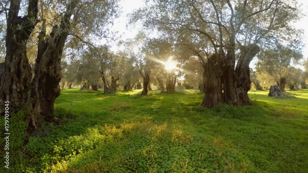ancient centuries-old olive garden sleeps in the evening sun in the winter in the middle of the earth ancient centuries-old olive garden sleeps in the evening sun in the winter in the middle of the earth