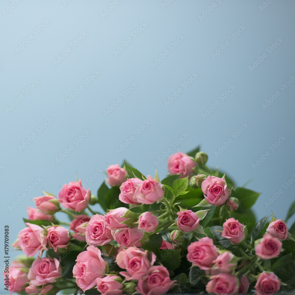 roses on blu background, bouquet of pink flowers