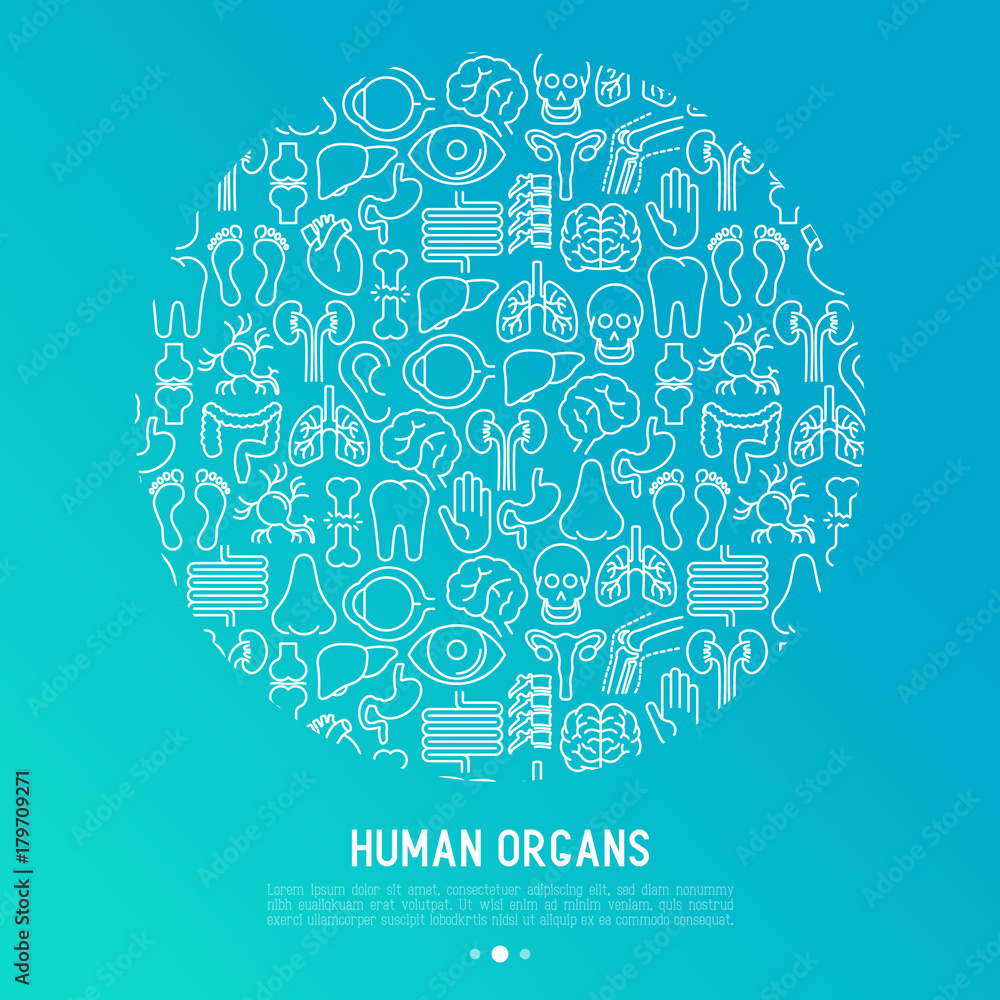 Human internal organs concept in circle with thin line icons. Vector illustration for banner, web page, print media.
