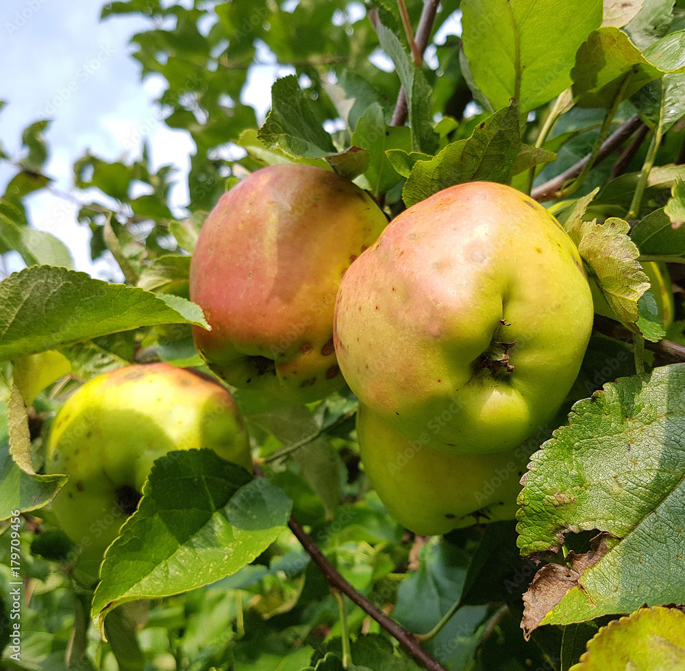 Signe Tillisch, Alte Apfelsorten, Apfel, Malus, domestica Signe Tillisch, Alte Apfelsorten, Apfel, Malus, domestica