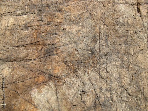 Old wood texture