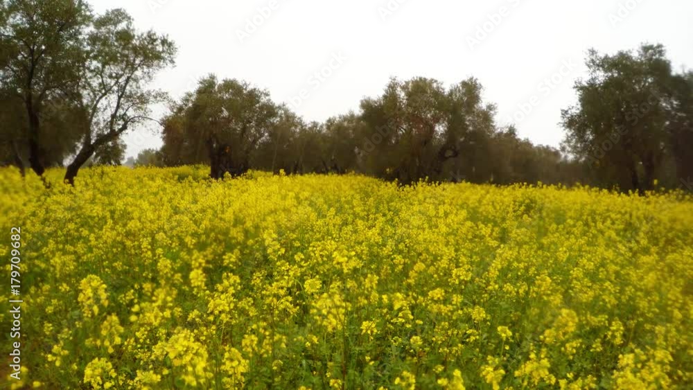a blooming yellow rape field in an ancient olive garden under a winter rain in Cyprus. Panorama a blooming yellow rape field in an ancient olive garden under a winter rain in Cyprus. Panorama