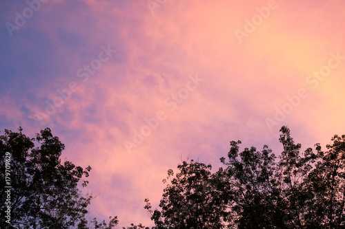 Twilight sky background with tree frame
