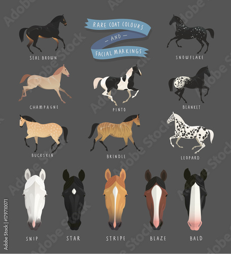 Rare horse coat colours such as leopard horse, champagne horse, blanket coat horse and others, also common facial markings