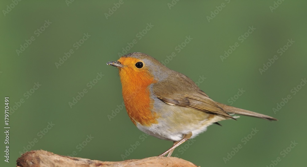 Robin. Robin.