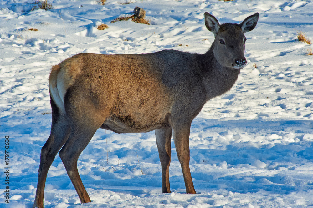 Wild animals of Kazakhstan. Deer Deer are the ruminant mammals forming the family Cervidae. Wild animals of Kazakhstan. Deer Deer are the ruminant mammals forming the family Cervidae.
