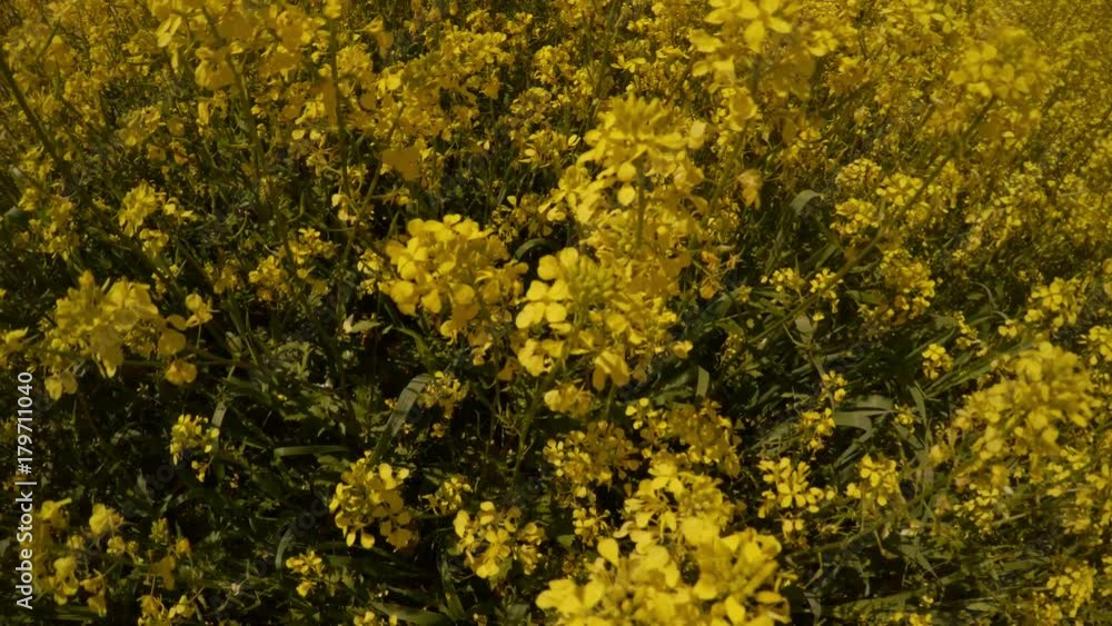 yellow rape flowers from top to bottom, wind blowing plants yellow rape flowers from top to bottom, wind blowing plants