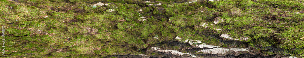 Panoramic photo of old birch bark texture with moss and lichen on it. Texture of a cracked rough tree bark for graphic design. Panoramic photo of old birch bark texture with moss and lichen on it. Texture of a cracked rough tree bark for graphic design.