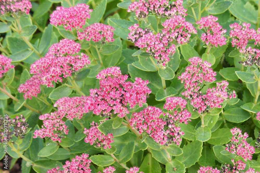 Obraz premium Sedum spectabile brilliant many red plant with green background