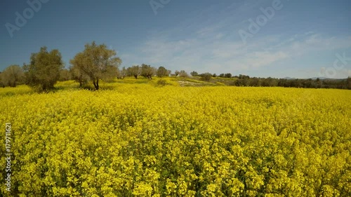 a field of yellow rape flowers and rare olive trees, a bright sunny day in the deep winter in Cyprus