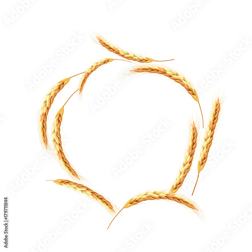 Vector set of random wheat or rye ears. Mesh realistic border