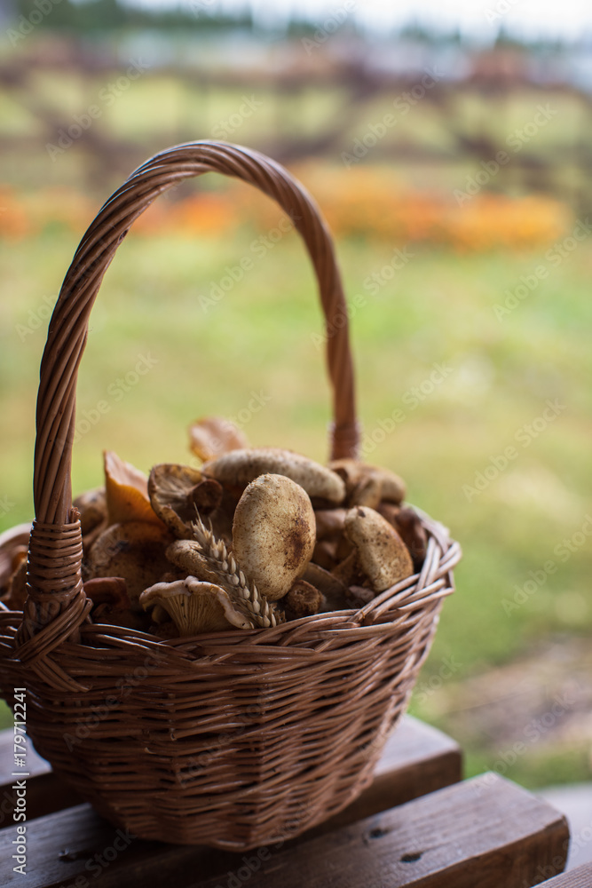 Different mushrooms in the basket Different mushrooms in the basket