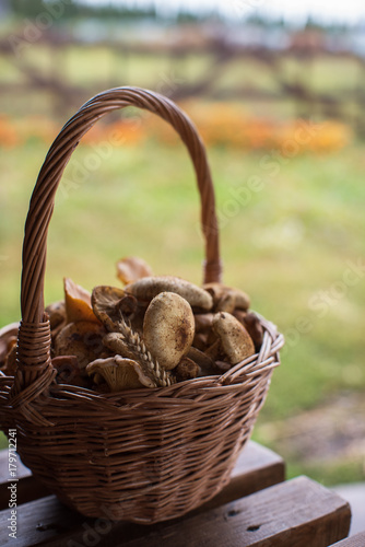 Different mushrooms in the basket