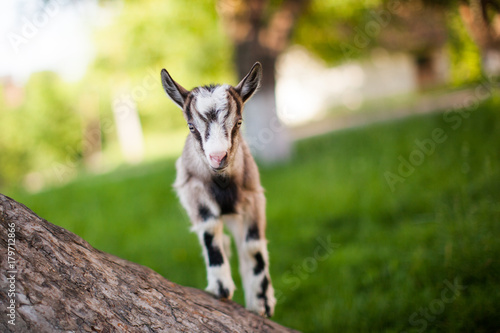 .beautiful goat's photo climbed onto the tree
