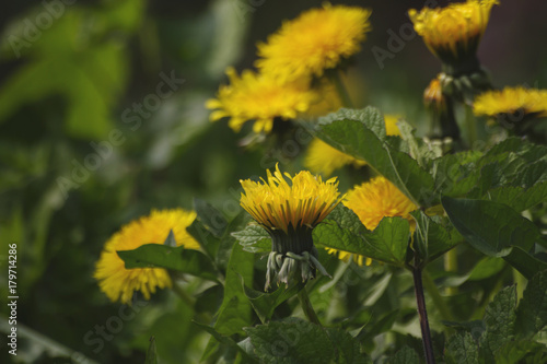 Fototapeta Naklejka Na Ścianę i Meble -  dandelion flowers