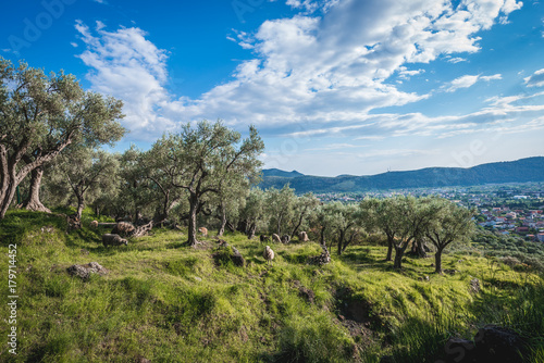 Olive trees grove near Bar city in Montenegro © Fotokon