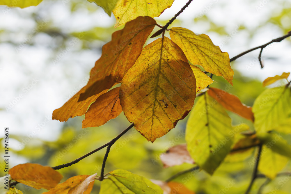 Obraz premium beech tree leaves in autumn